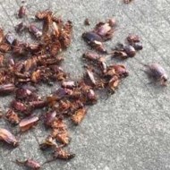 天氣變冷蟑螂都藏到哪去了呢?