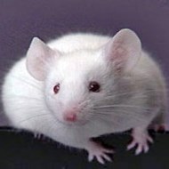 被老鼠咬傷怎么辦?