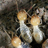 春季,請查查你家有沒有白蟻危害