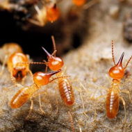 春雨綿綿,馬上又要進(jìn)入到白蟻紛飛高發(fā)時期