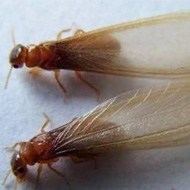 這兩天在珠海飛進(jìn)家里的就是白蟻,請(qǐng)預(yù)防!