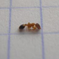 滅蟻施藥后無(wú)效,到底怎么辦